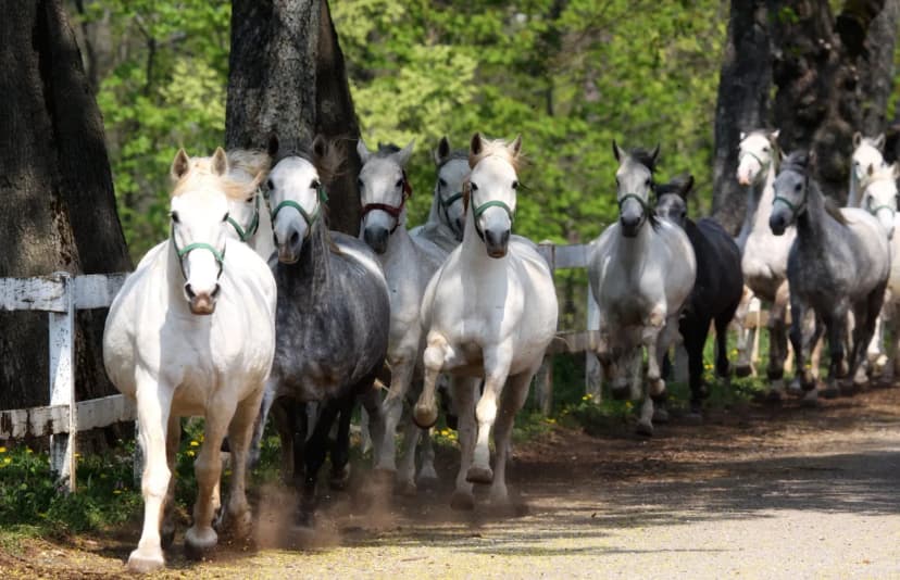 Lipica horses running on dirt path past white fence with green trees