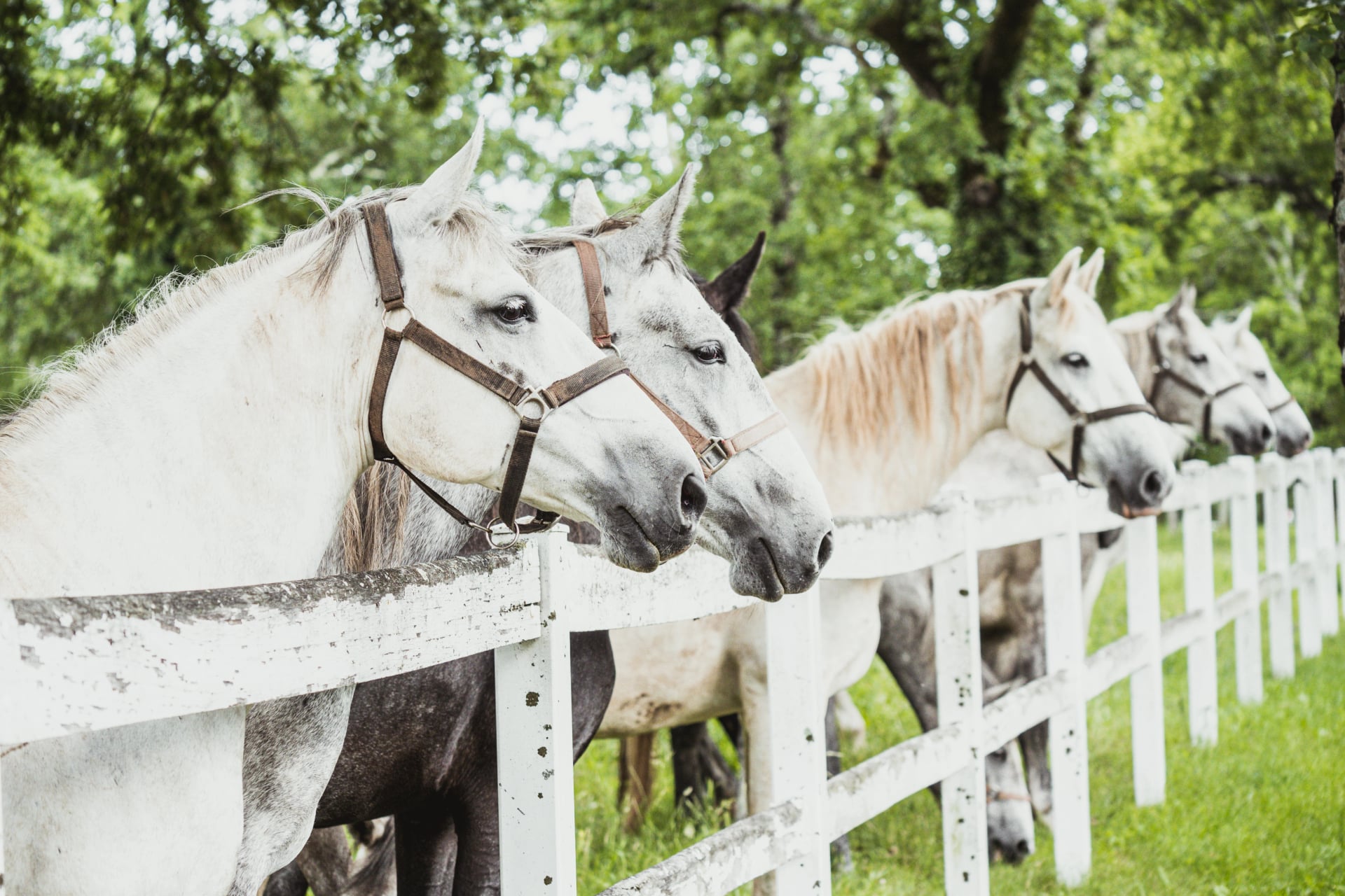 Gruppe av vakre hvite Lipizzaner-hester med hodelag bak et hvitt gjerde i den originale hestefarmen Lipica.