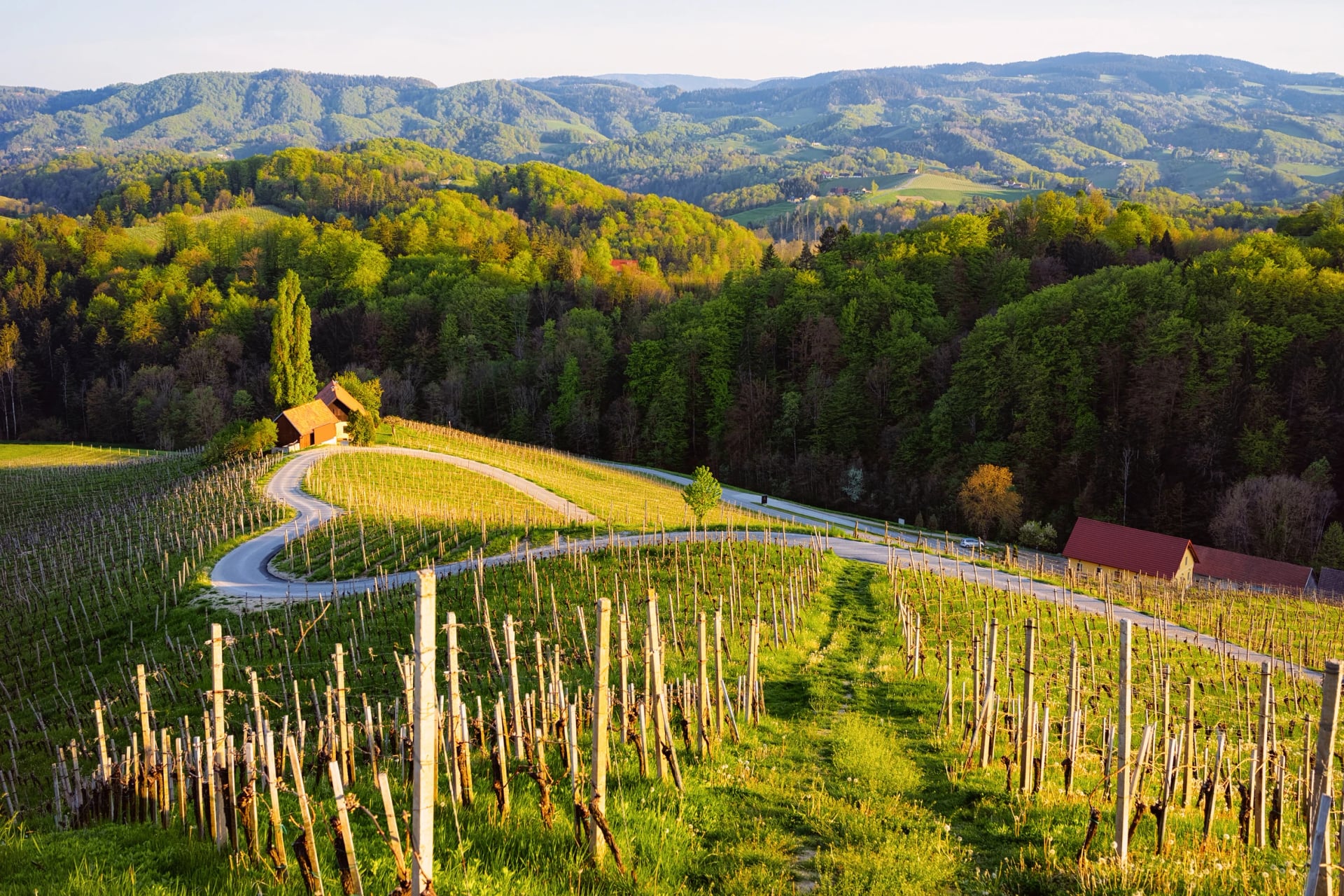 Berømt slovensk og østerriksk hjerteformet vinvei blant vinmarker i Slovenia. Naturskjønn landskap og natur nær Maribor i Slovenia. Unik turisme på grønne åser.