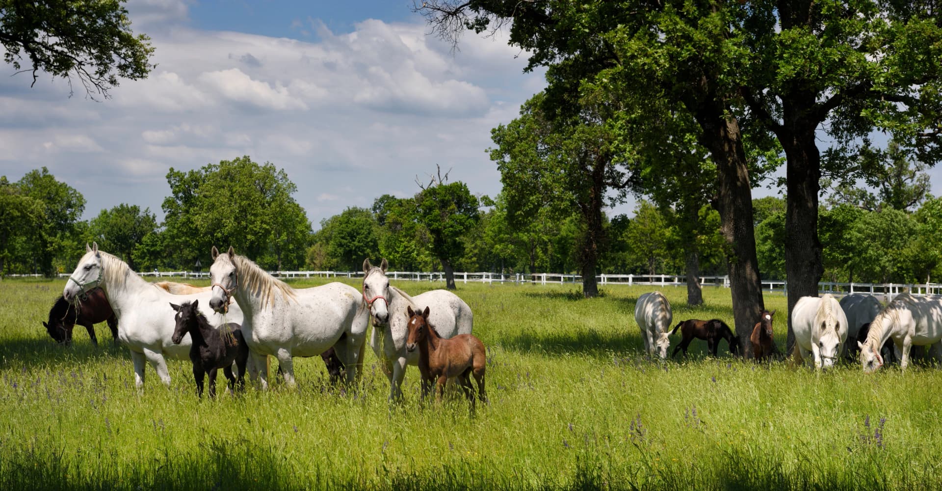 Panorama of white Lipizzaner mare horses with dark foals grazing in a meadow with grass and flowers at the Lipica Stud Farm at Lipica Sezana Slovenia
