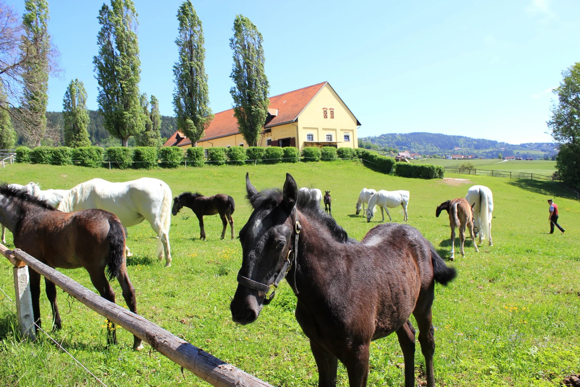 Lipizzaner: Dunkles Fohlen auf einer Weide