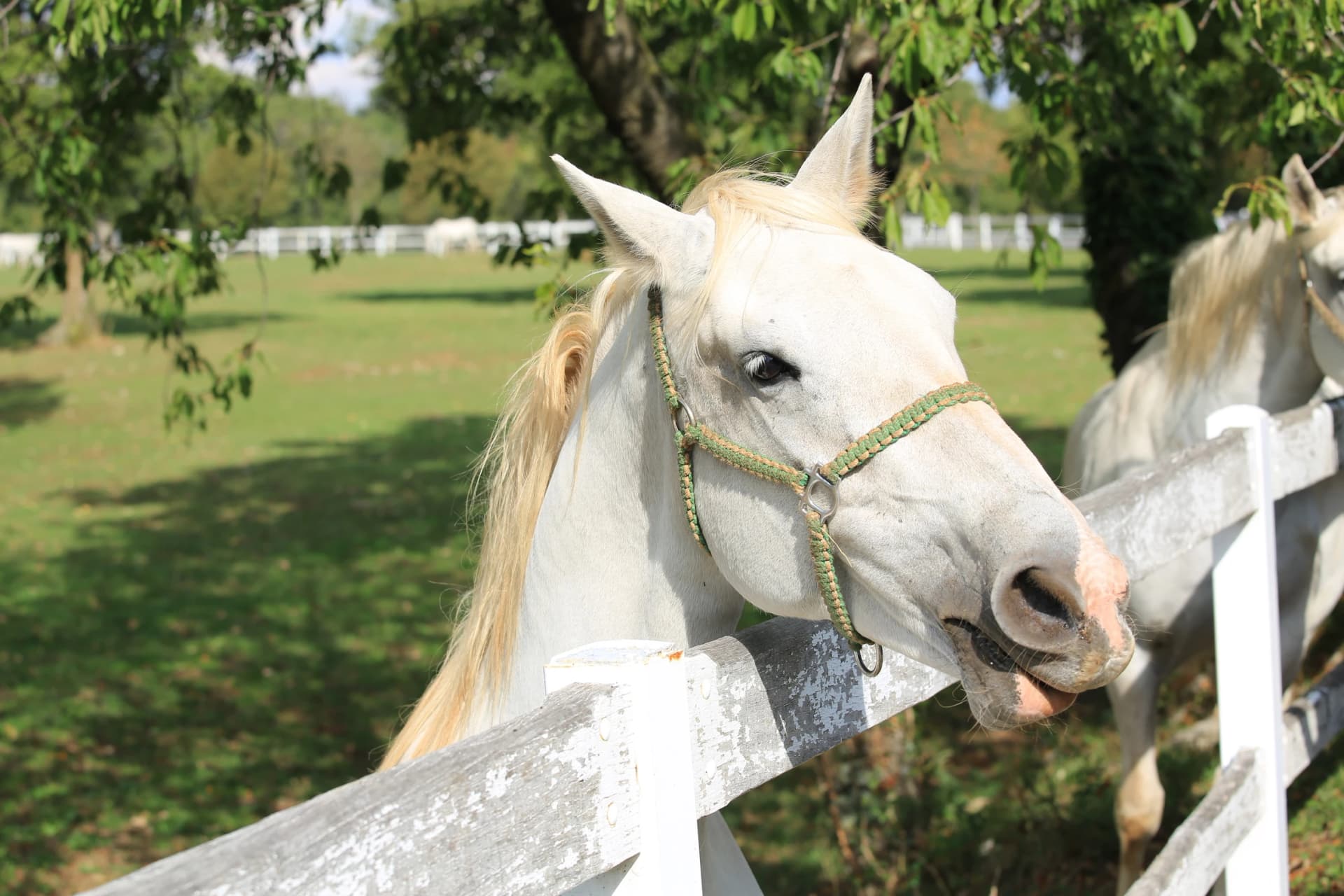 Lippizaner Horse in Slovenia