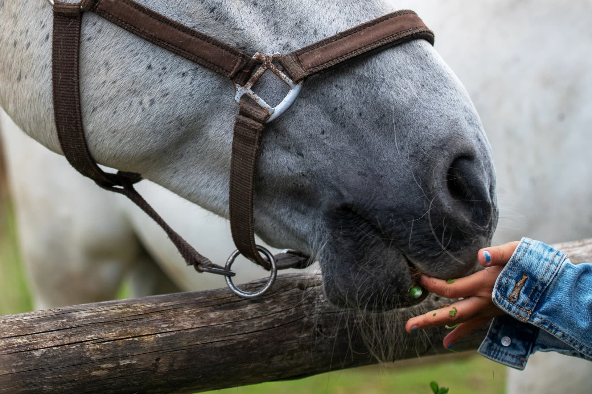 White Lipizzan Horse fed by young girl, unrecognizable