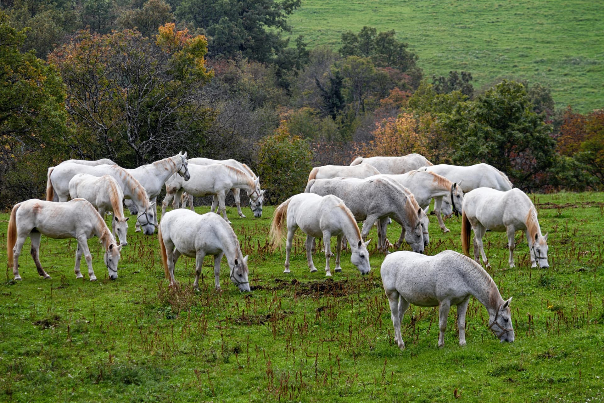 White horses grazing in a green countryside pasture, Lipica, Slovenia.
