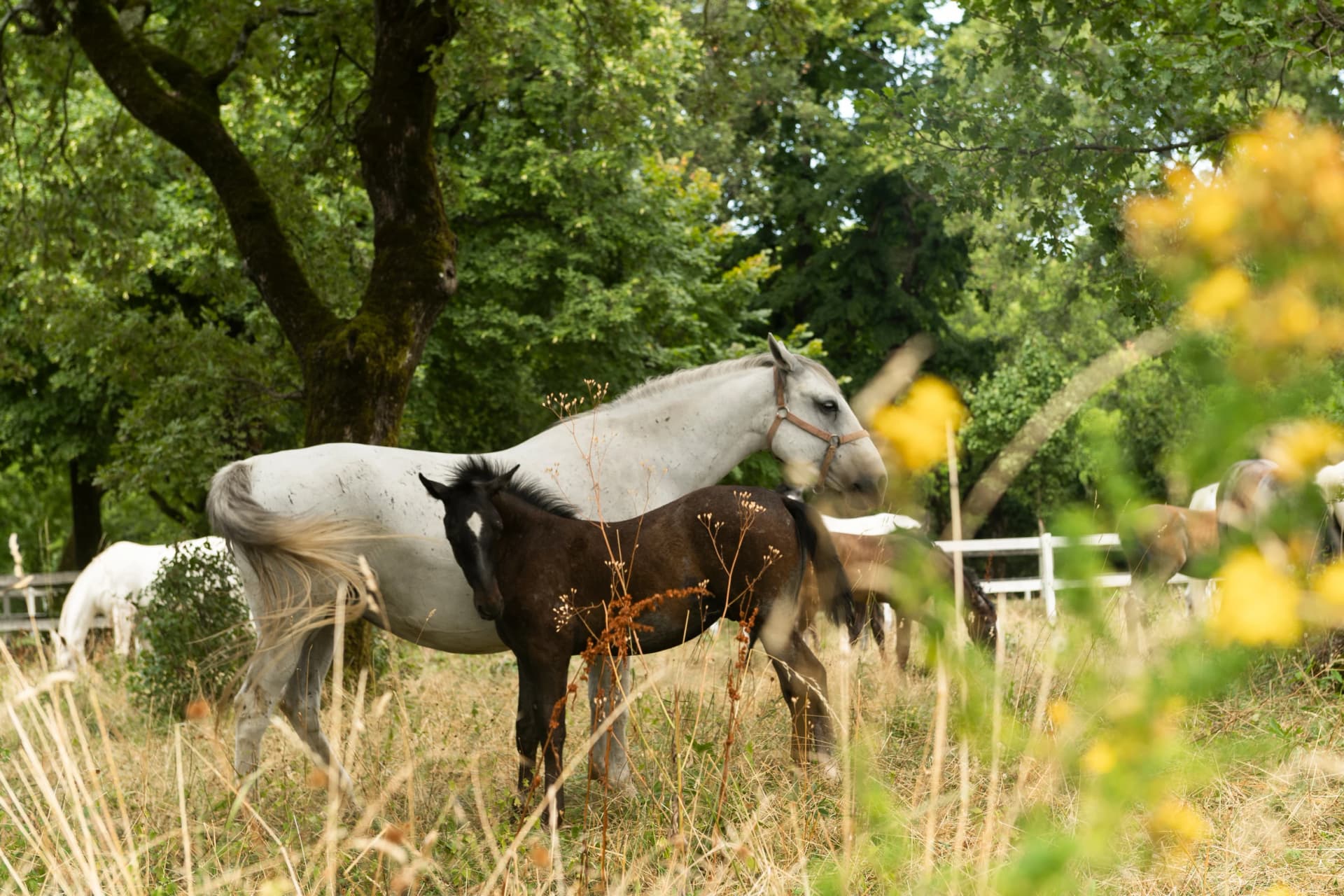 Famous Lippizaner or Lipizzan White Horses in Lipica Stud Farm in Slovenia