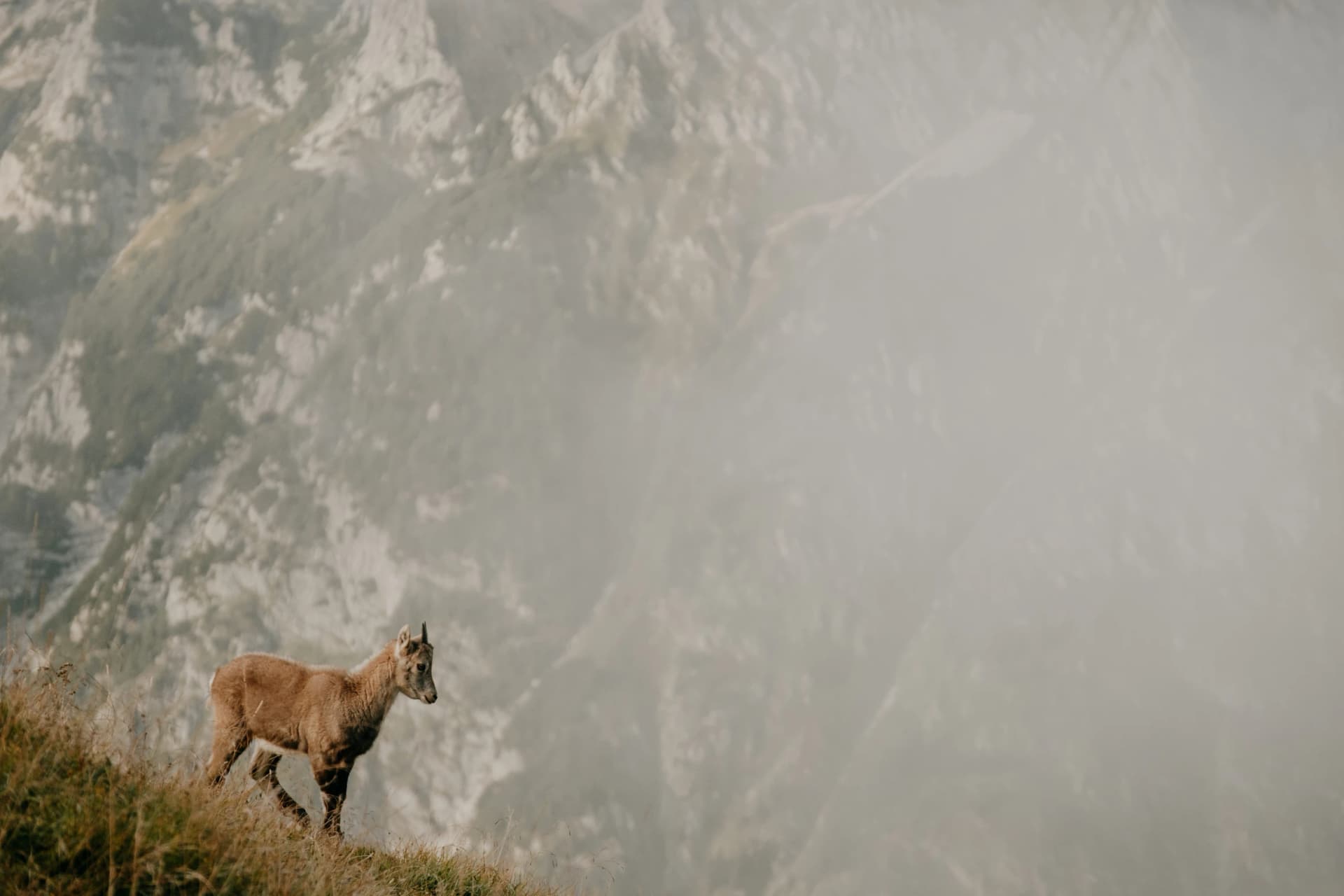 Wild Ibex in Triglav National Park in Slovenia's Julian Alps