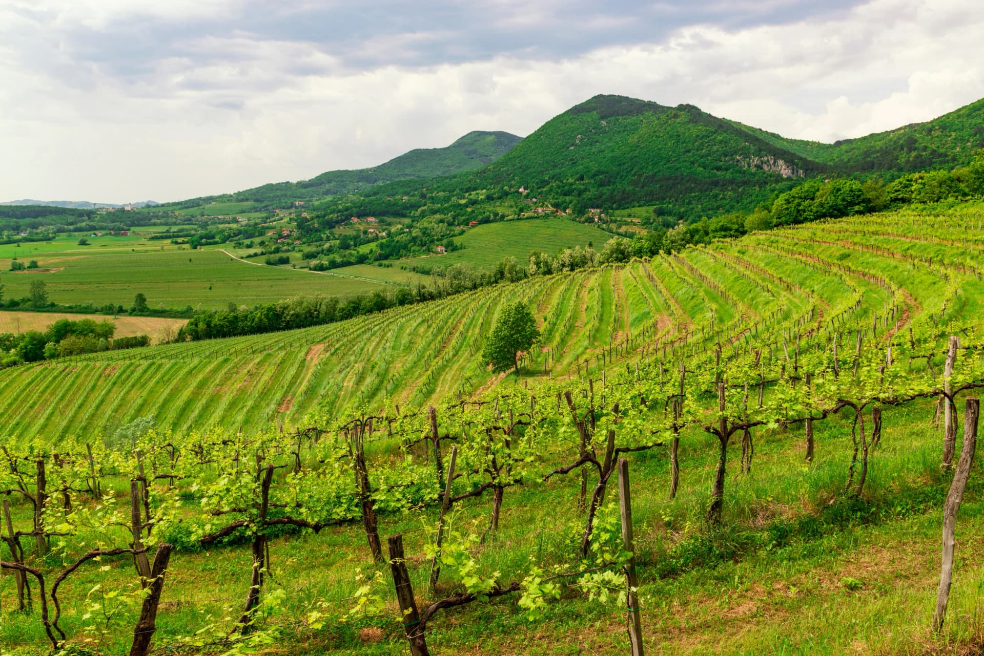Vineyards on the sunny hills of Vipava valley