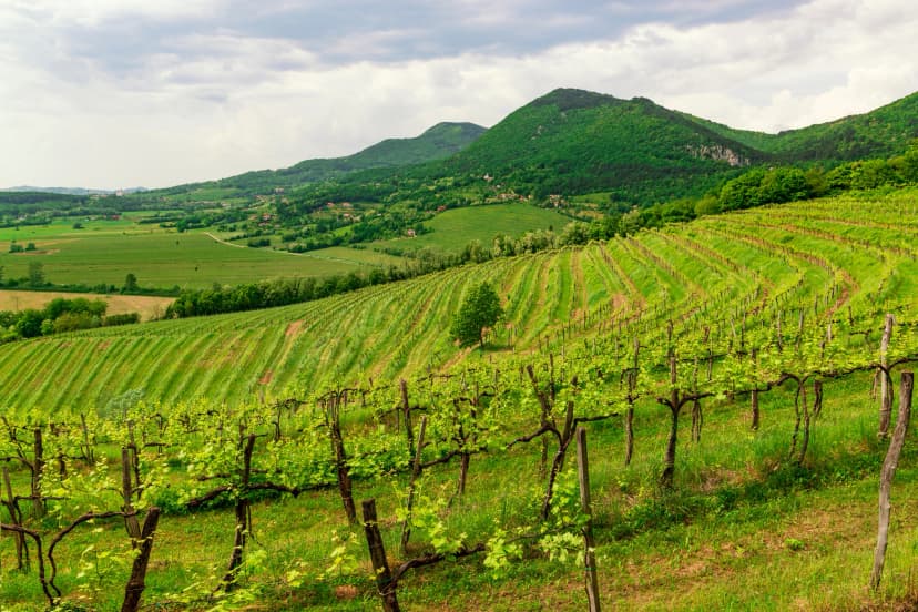 Vineyards on the sunny hills of Vipava valley