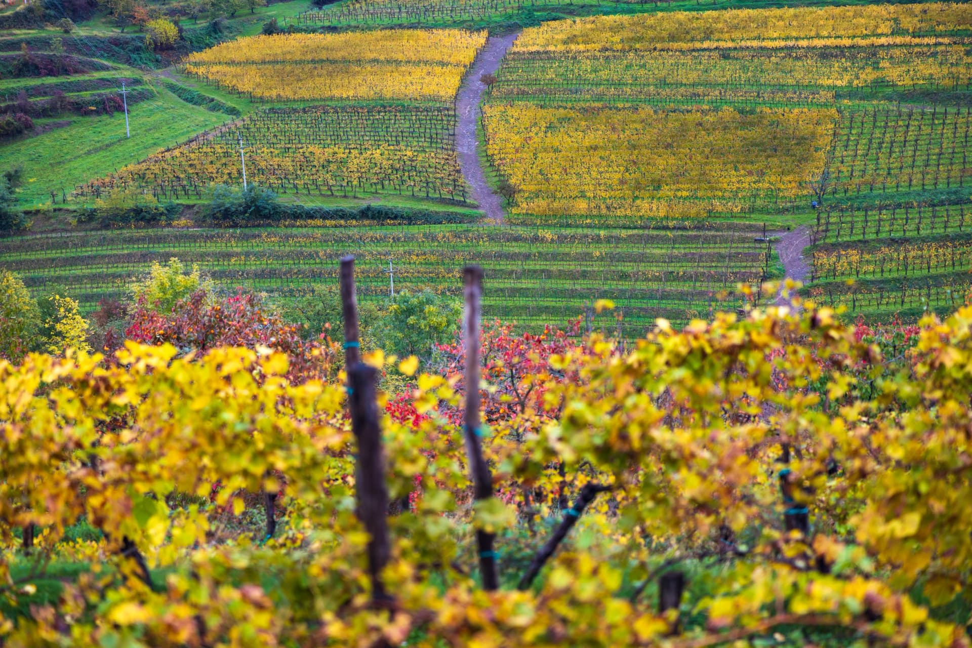 Autumn Colours in Vineyards of Goriscka Brda Slovenia at Bad Weather