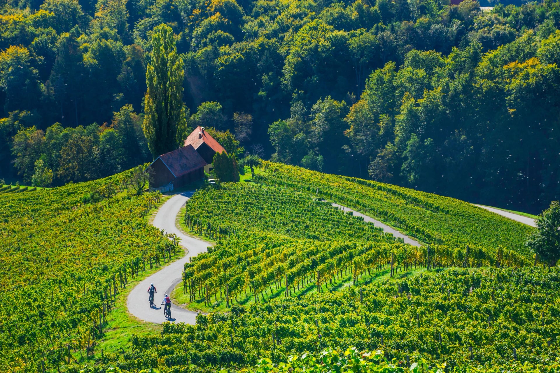 Cyclists on the famous Wine Road in the shape of a heart, a charming region on the border between Austria and Slovenia with green rolling hills, vineyards, picturesque villages and wine taverns