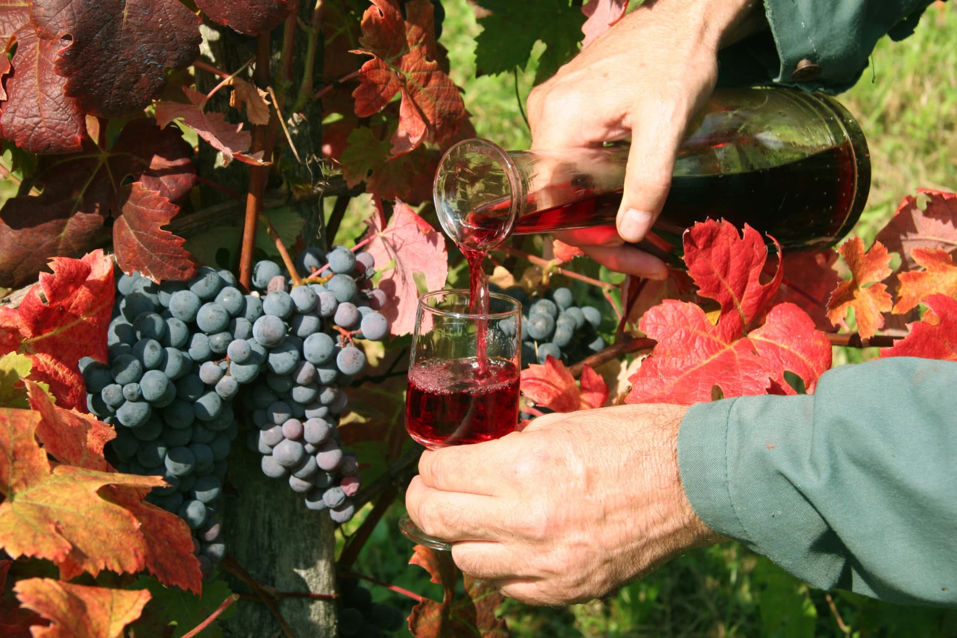 Pouring red wine in vineyard