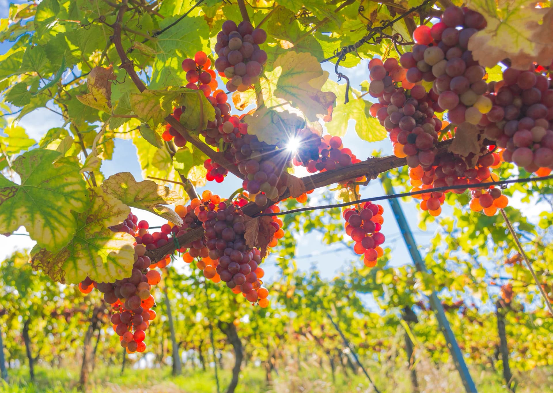 Ripe wine grapes in the vineyards along South Styrian Wine Road, a charming region on the border between Austria and Slovenia, before harvest