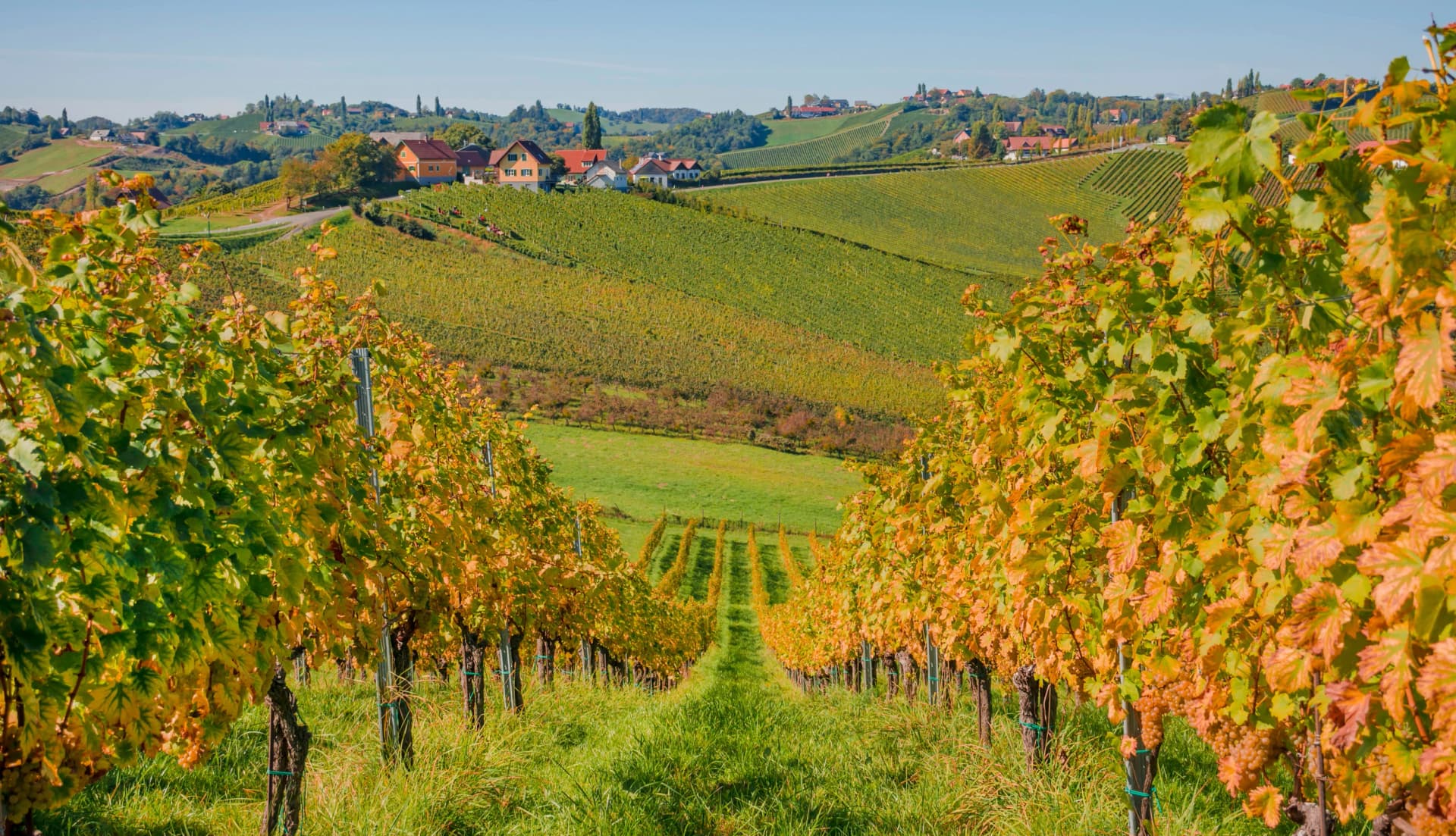 Vineyards along South Styrian Wine Road, a charming region on the border between Austria and Slovenia with green rolling hills, vineyards, picturesque villages and wine taverns