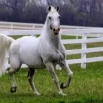 lipizzaner