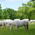 Lipizzanerhester på beite på stutteriet Lipica