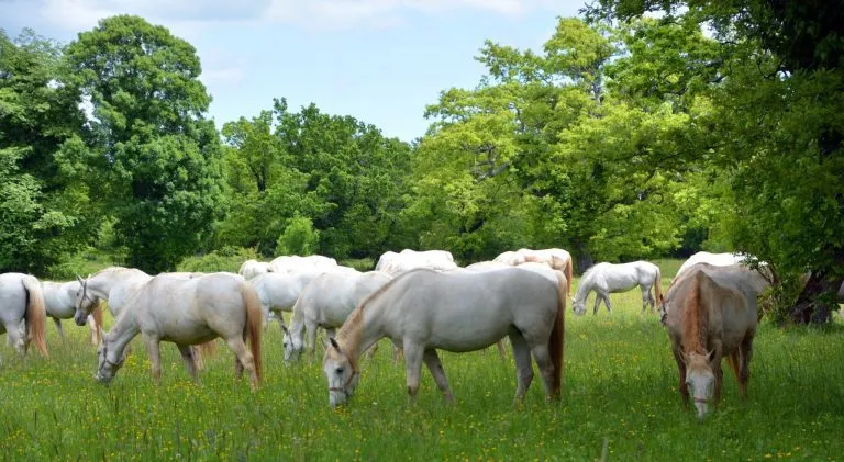 Lipizzaner horses grazing in lipica stud farm