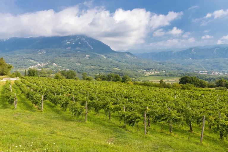 Valle de Vipava en la región de Gorice, Eslovenia